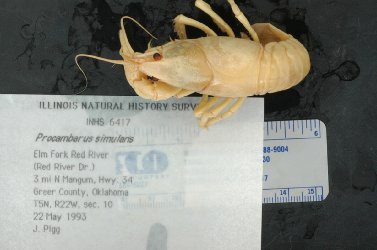 Procambarus simulans image